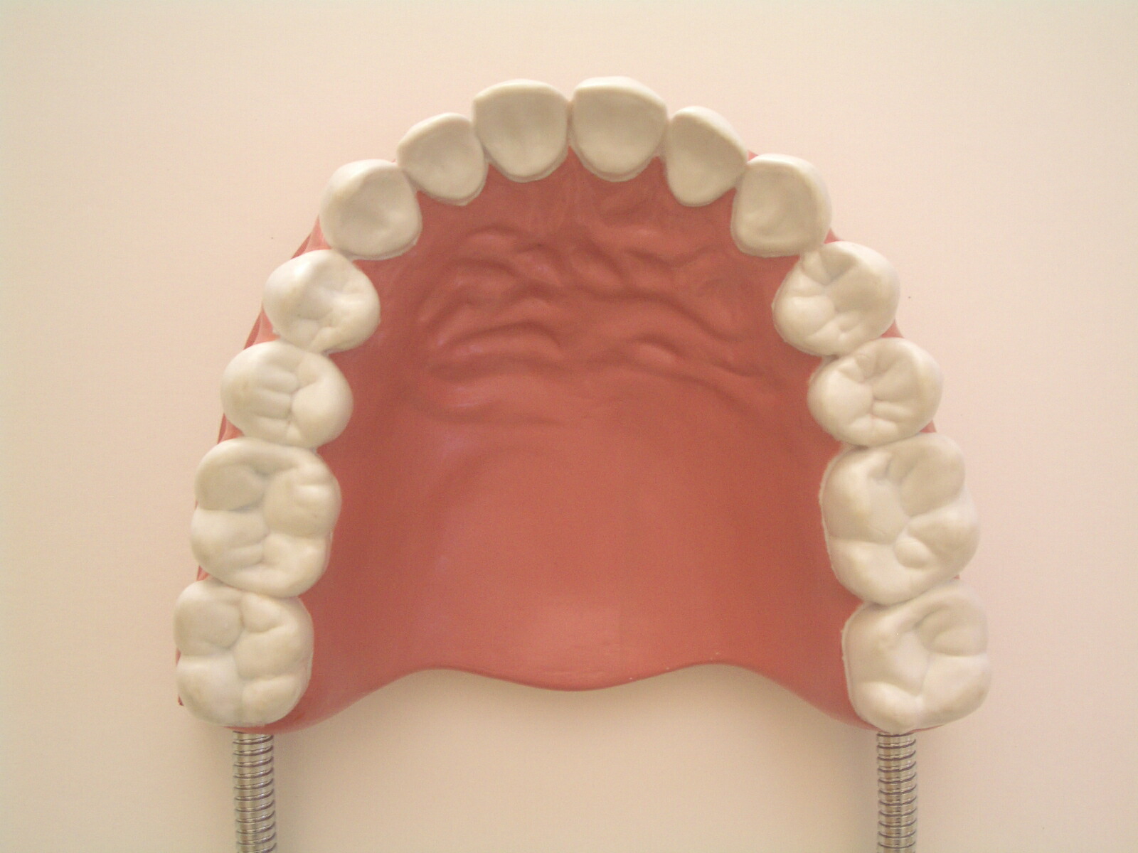 歯磨き指導用歯科模型 歯の模型 歯おもちゃ 歯型 大きい英語発音指導教材教具 韓国語 中国語 フランス語発音指導におすすめ みいちゃんママの英語教室 アイデア おすすめ デンタルモデル大型歯ブラシ付 教材 送料無料 楽天ランキング２部門1位 どんな