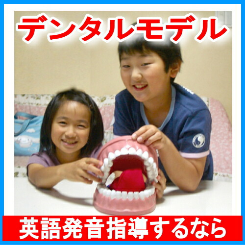 歯磨き指導用歯科模型 歯の模型 歯おもちゃ 歯型 大きい英語発音指導教材教具 韓国語 中国語 フランス語発音指導におすすめ みいちゃんママの英語教室 アイデア おすすめ デンタルモデル大型歯ブラシ付 教材 送料無料 楽天ランキング２部門1位 どんな