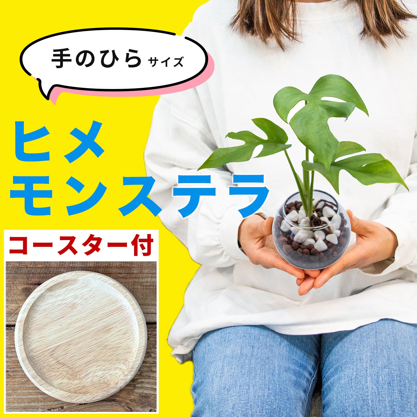 楽天市場】マドカズラ モンステラ ミニ 南国風 観葉植物 ハイドロ