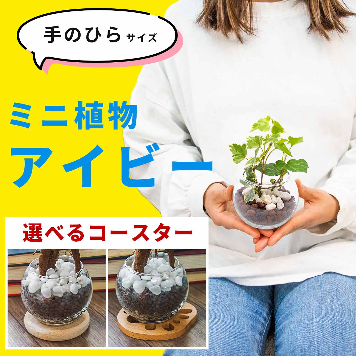 楽天市場】ミリオンバンブー（キングバンブー） 観葉植物 ハイドロカルチャー ミニ サイズ 小さい 虫がわかない 土を使わない 水耕栽培 本物 3号  卓上 ガラス 開店祝い 送料無料 初心者 風水 厄除け ラッピング 育てやすい 室内用 鉢植え 小さめ 小型 小物 : miipas