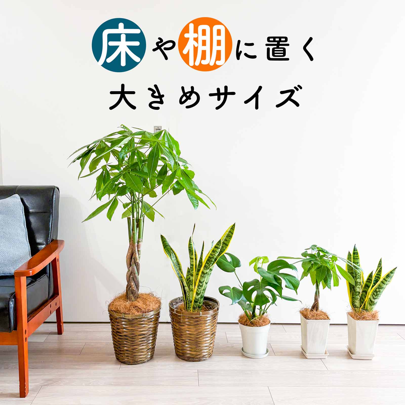 観葉植物 大型 パキラ サンスベリア 5号 7号 鉢 鉢カバー付き ねじり 編み込み 空気浄化 空気清浄 マイナスイオン ギフト 贈答 贈り物 プレゼント 御祝 お祝い 開業祝い 移転祝い 引越し祝い 結婚祝い 出産祝い 内祝い
