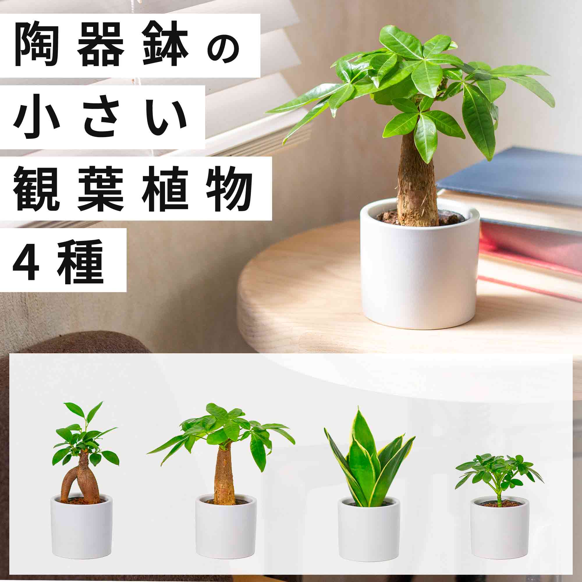 楽天市場】ガジュマル（チビ） 2.5号 プラスチック鉢 1鉢 がじゅまる