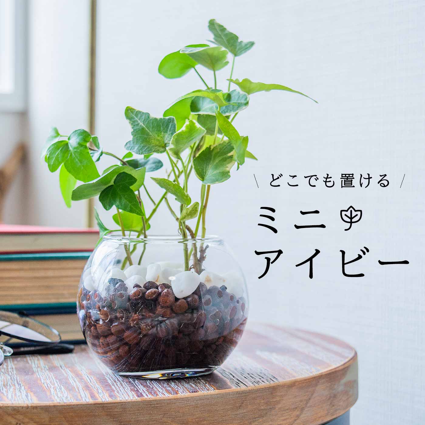 楽天市場】パキラ ハイドロカルチャー 観葉植物 ミニ 小さい 本物 卓上