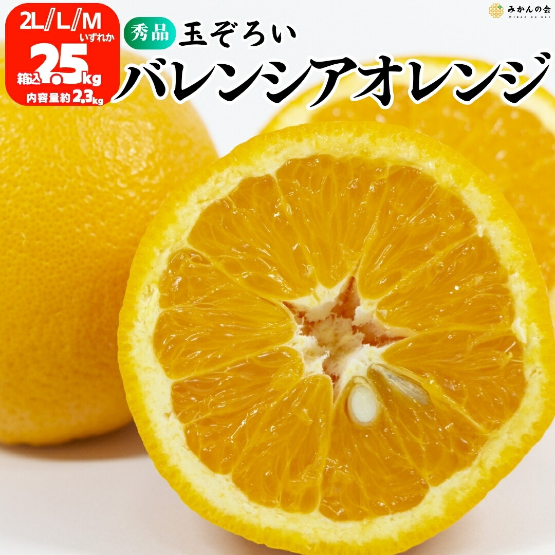 贈答用 LL 平箱 2箱セット 国産バレンシアオレンジ 11個入り 有田みかん 2箱セット贈答用 LL 平箱 国産バレンシアオレンジ 11個入り