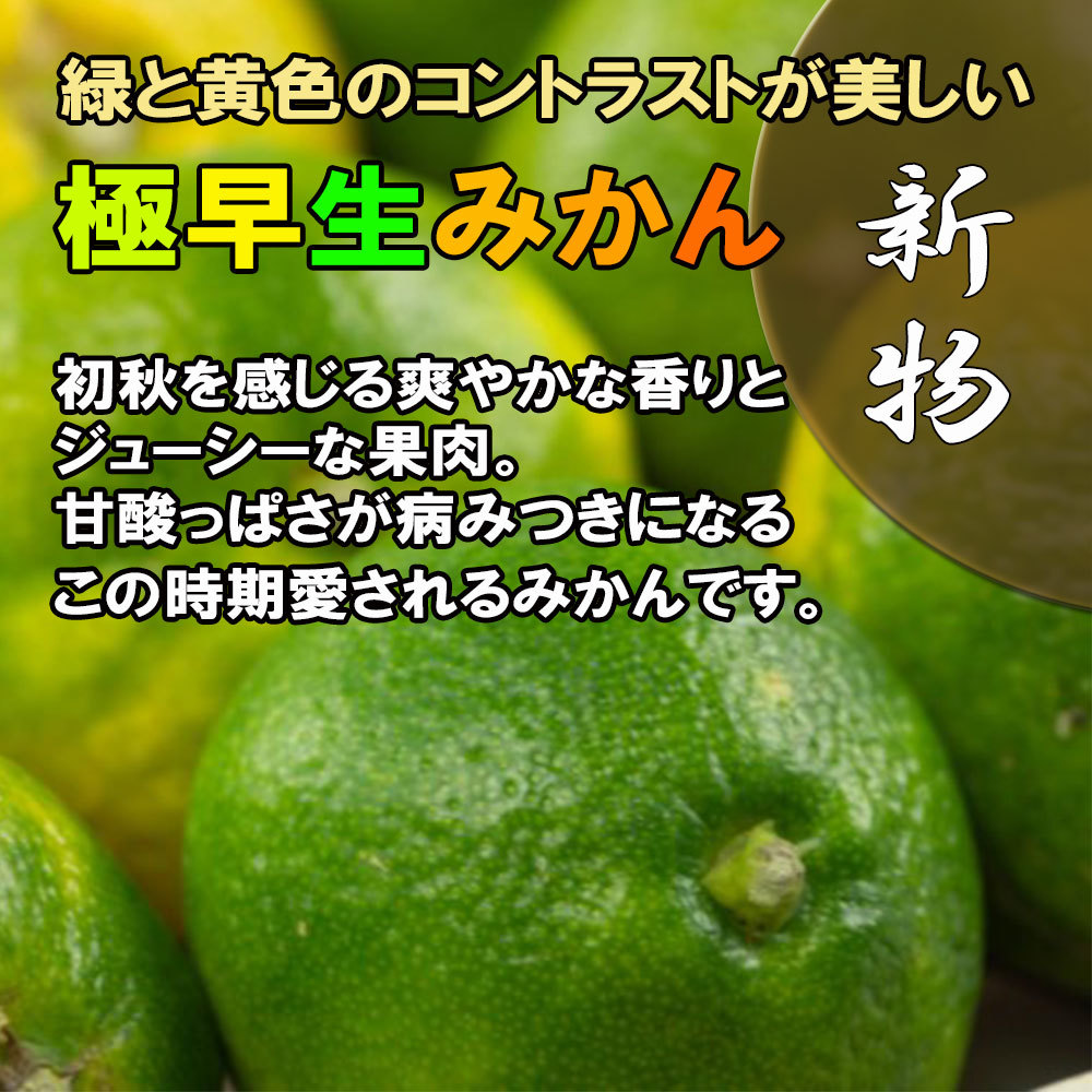 完成品 極早生みかん 極早生 みかん 愛媛県産 超早出し Ｓ-3Ｓ小玉 不揃い 約2ｋｇ 初物 新物 送料無料 ostermalm.fi