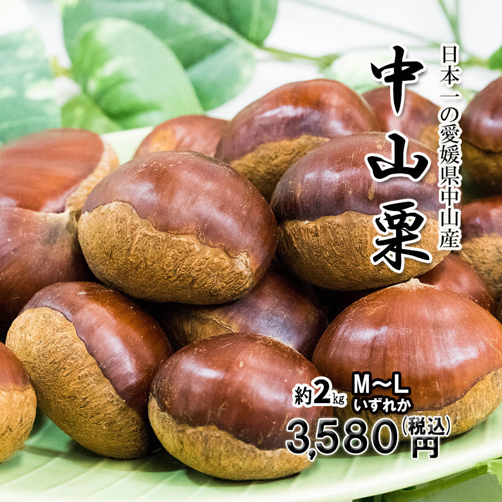 楽天市場 中山栗 愛媛県産 日本一の栗 大粒 甘くてホクホクです M L 約2kg 送料 冷蔵便 みかん横丁