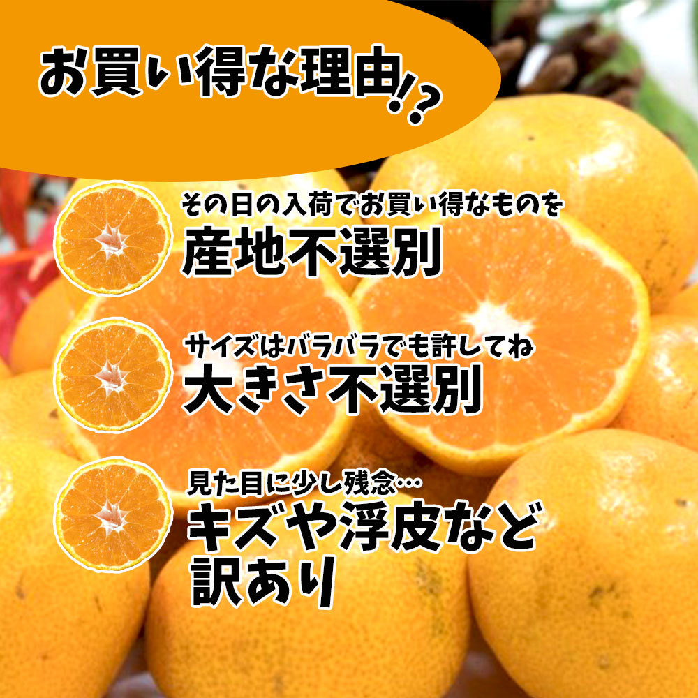 楽天市場 みかん 箱買い 訳あり 愛媛みかん 温州みかん 5ｋｇ 甘いみかん 送料無料 みかん横丁