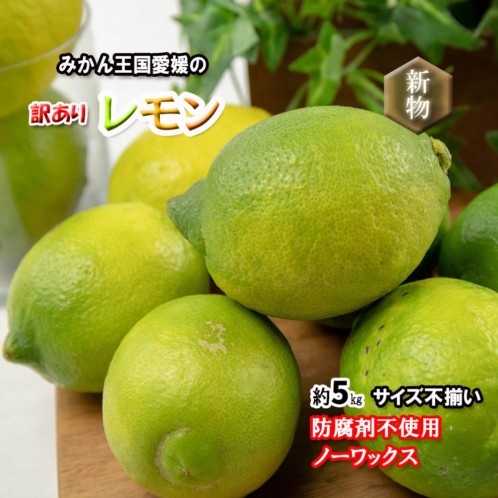 愛媛県産 国産 グリーンレモン 約3kg 農薬不使用 レモン 果物 フルーツ ④