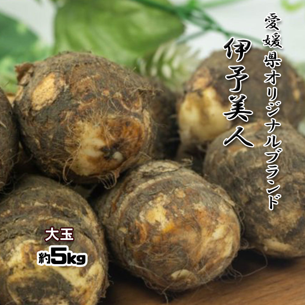 豊富なギフト 楽天市場】伊予美人 里芋 送料 約2kg サトイモ 大玉 愛媛県産 野菜