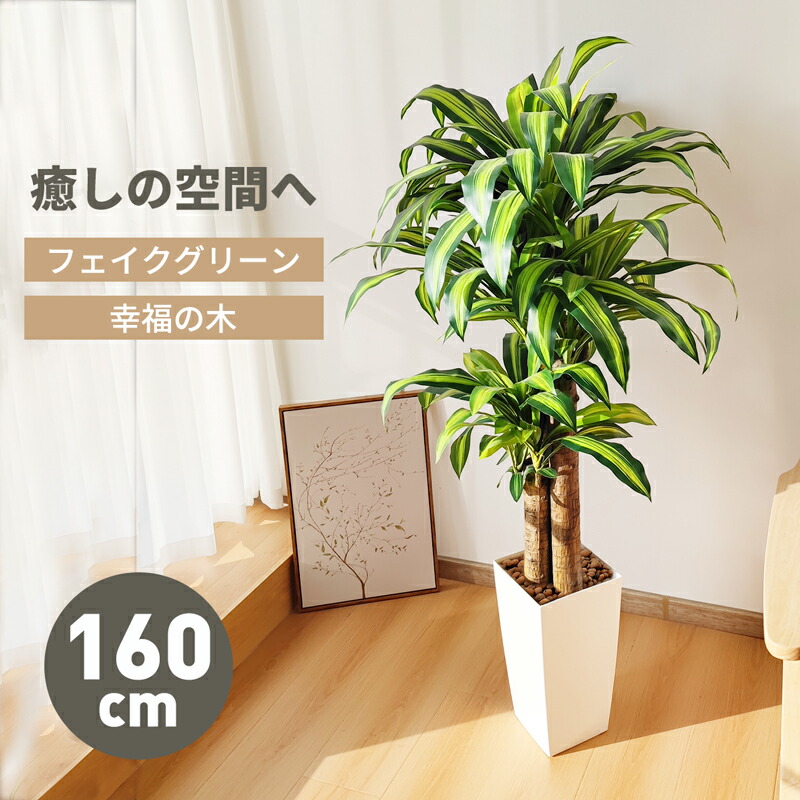 楽天市場】ドラセナ 高さ68cm 1台テーブルや棚など小さいスペースに