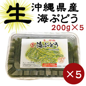 人気ブランドを お家で沖縄気分 生 海ぶどう0g 5パックセットお取り寄せ グルメ おつまみ 沖縄 お土産 金ちゃんちの海ぶどう 気質アップ Vancouverfamilymagazine Com