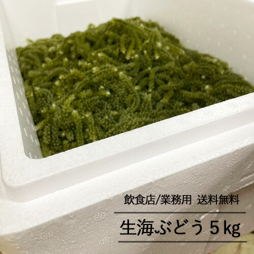 【飲食店・業務用専用】生海ぶどう5kg（タレ無し）送料無料　飲食店用　業務用　<br>
