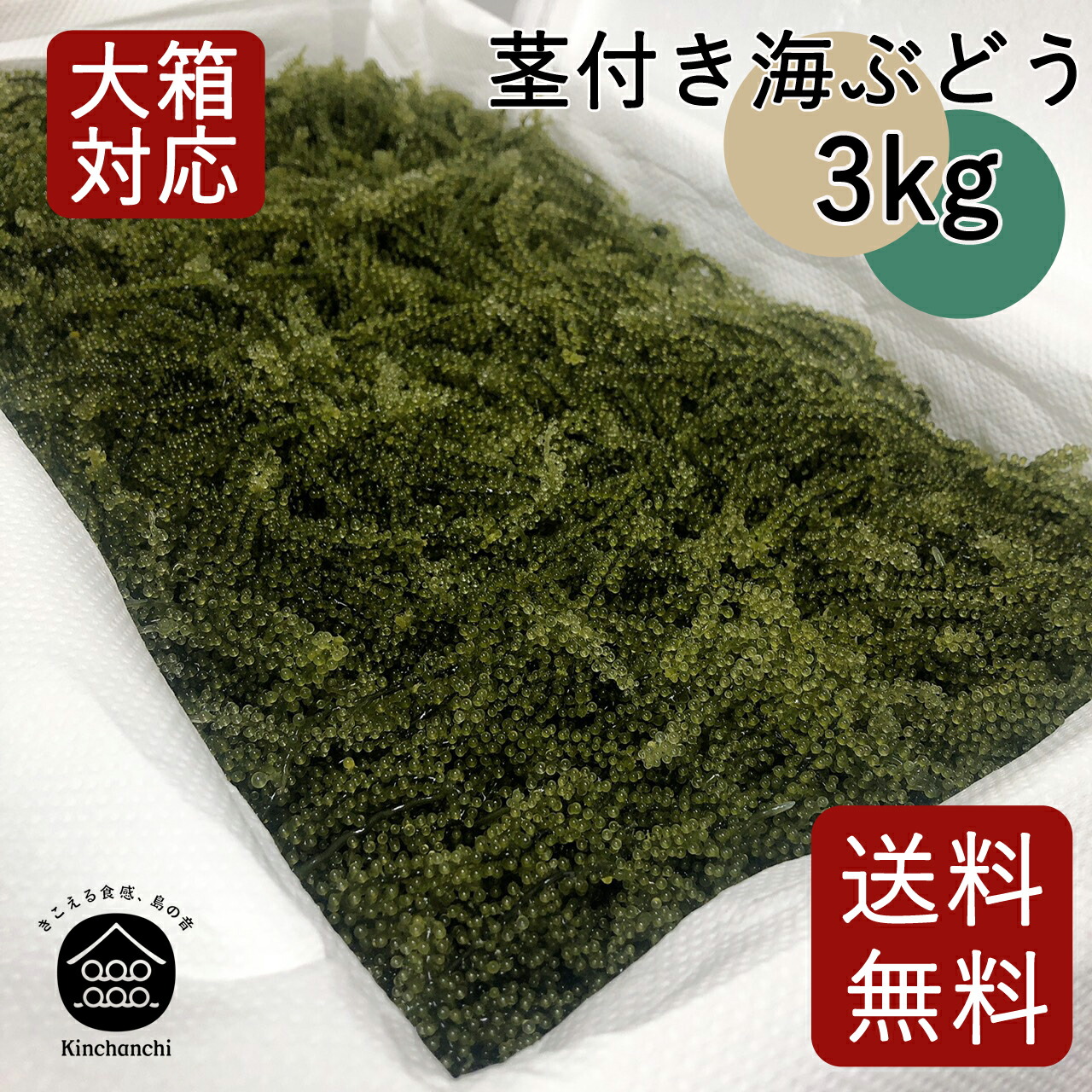 楽天市場】茎付き海ぶどう2kg（タレ無し）送料無料 業務用 飲食