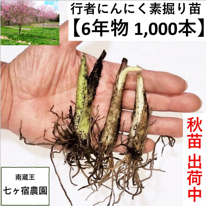 超ポイント祭?期間限定】 岩手県産 行者にんにく苗 10本 econet.bi