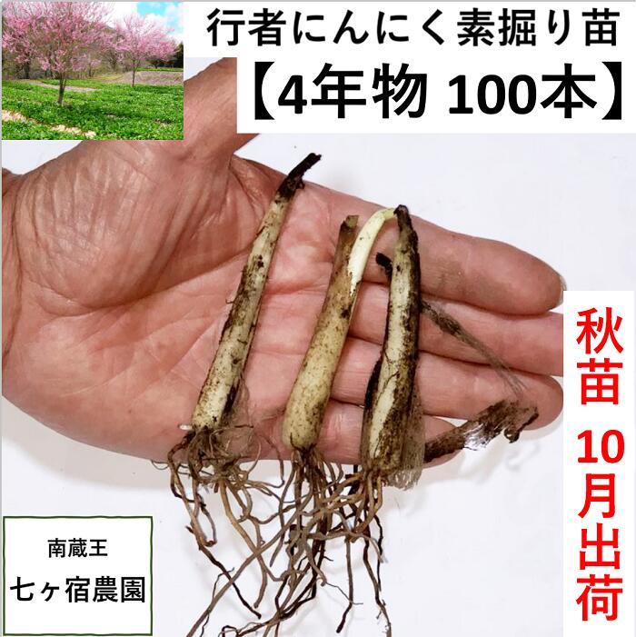 アクセサリー通販 行者ニンニク 7～8年物球根中苗100株【生産者の