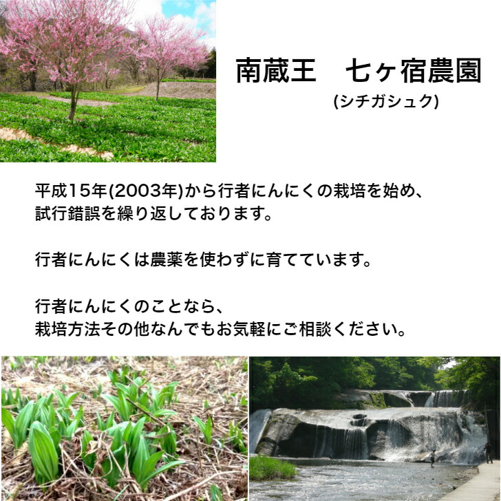 秋季苗の取って置くできます 9玉桂エクスペディション 行者葫 行者にんにく 苗根っ子 4老いらく事柄 1 000vol 山菜 空想の山菜 苗 耕作 家族野菜畑 アイヌネギ ギョウジャニンニク 舎利の付添う 栽培手続き 譲る 貨物輸送無料 送料込み ごはんのお供 ご飯のおとも ご飯が