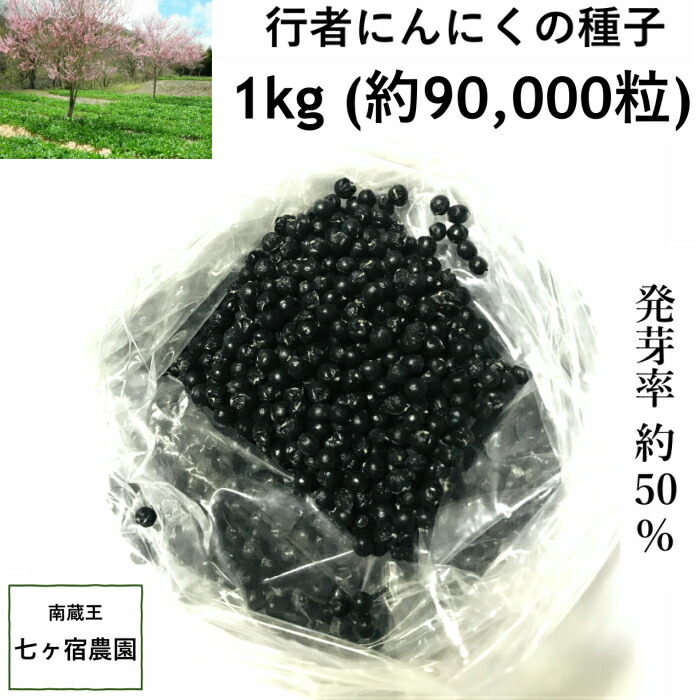 楽天1位 予約受付中 行者にんにく 種子 1000ｇ 1キロ 1kg 約90 000粒 栽培 方法 山菜 苗 家庭菜園 幻の山菜 ご飯のお供 行者ニンニク ギョウジャニンニク 体力 免疫 スタミナ 業務用 簡単栽培 ご飯のおとも ご飯のお供 ご飯がすすむ 大量栽培 最高の