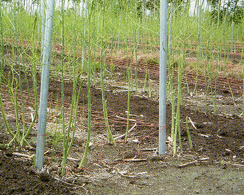 楽天市場 アスパラネット 4目 長さ100m 角目15cm 白色 東京戸張 支柱ネット ミナト電機工業