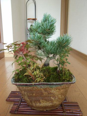 楽天市場】ギフト 盆栽【送料無料】【五葉松】 【長寿梅】【もみじ