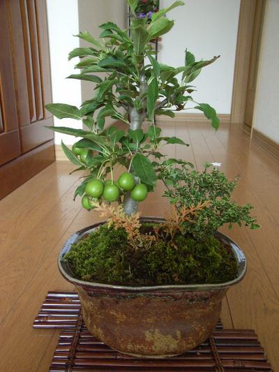 盆栽【送料無料】【香丁木】　【姫りんご】【寄せ植え】【ギフト】｜園芸百貨店何でも揃うこぼんさい