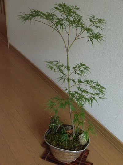 楽天市場】お中元に モミジ青しだれ紅葉 【もみじ】 【日本の四季の