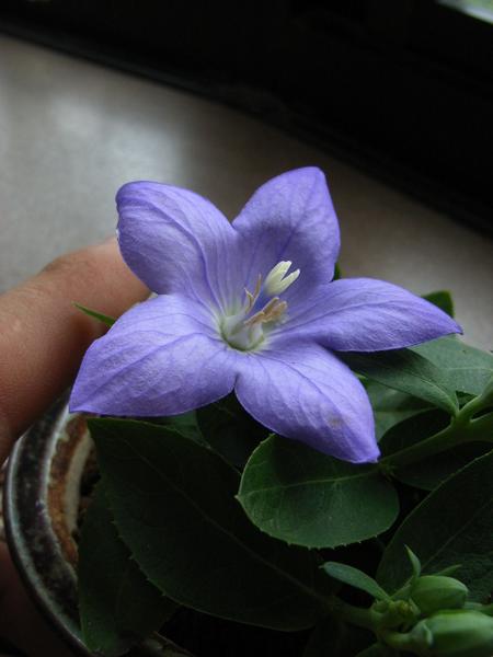 桔梗 楽天市場】桔梗キキョウ鉢花花鉢 【信楽焼き】桔梗鉢植え