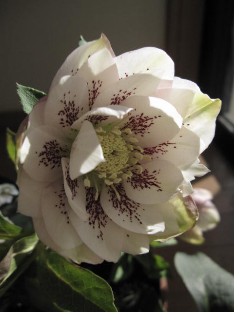 楽天市場】送料無料 【ポット大苗】 【クリスマスローズ開花株