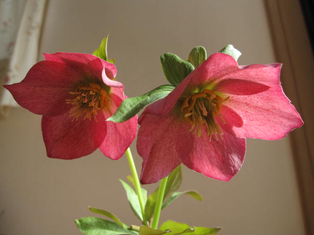 楽天市場】2025年2月から3月開花【クリスマスローズ開花株