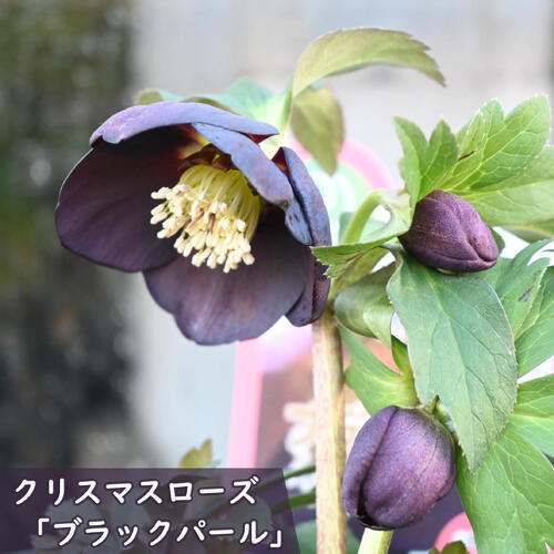 楽天市場】2023年新入荷 クリスマスロー苗 ブラックパール ミヨシ 一重