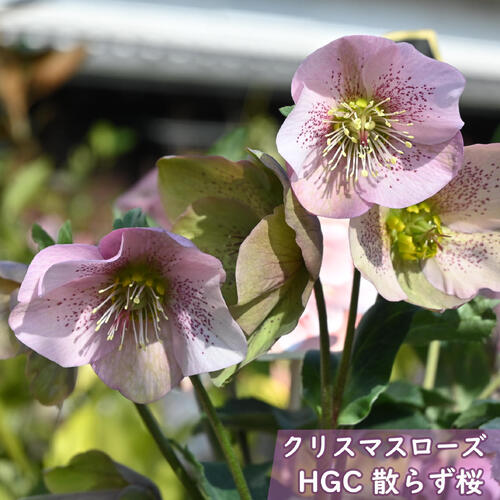 2026年2月開花 クリスマスローズ開花株苗 HGC 散らず桜 6号 希少 クリスマスローズ オリエンタルハイブリッド