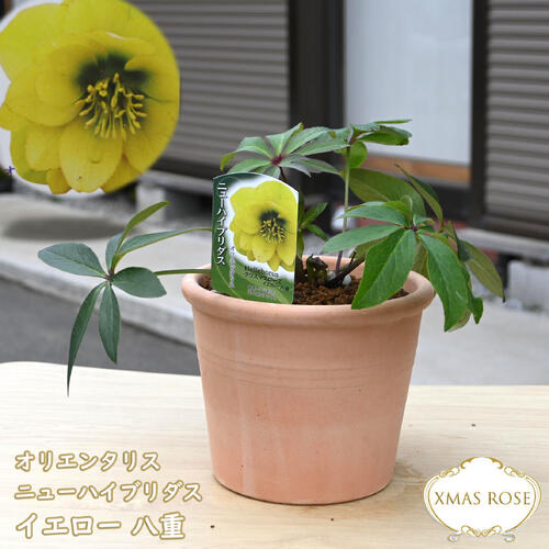 楽天市場】2025年NEW クリスマスローズ 苗 5号プラ鉢入り