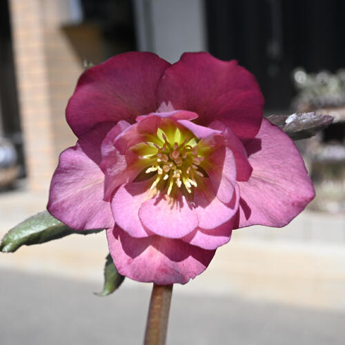 楽天市場】クリスマスローズ 開花株 フェチダス(フェチヅス) 原種系 5