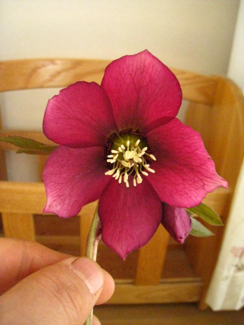 楽天市場】【現品】2025年3月開花 クリスマスローズ 苗 5号プラ鉢入り