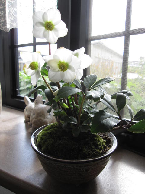 楽天市場】クリスマスローズ2026年クリスマスローズ開花株レッドニゲル