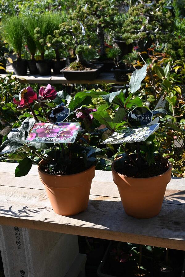 楽天市場】1月より発送。2025年クリスマスローズ開花花苗 クリスマス