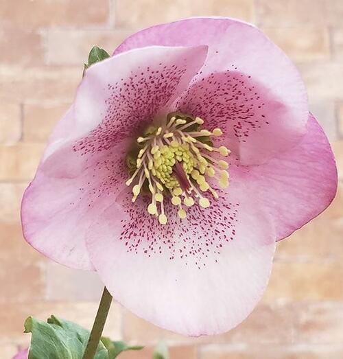 楽天市場】2025年NEW クリスマスローズ 苗 5号プラ鉢入り