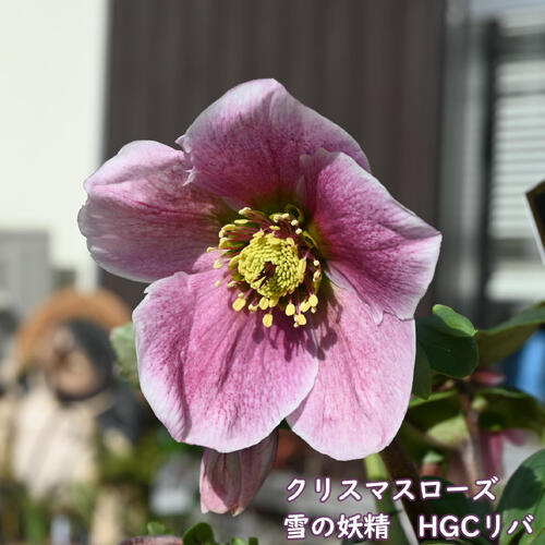 クリスマスローズ　アトロ系オーレアダースレッド紅 クリスマスローズ アトロ系オーレアダースレッド紅 今年のアトロ