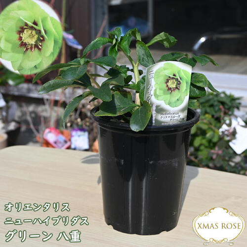 ぽんた クリスマスローズ 苗 来季開花予定苗セット ぽんた様専用 クリスマスローズ 苗 来季開花予定苗セット