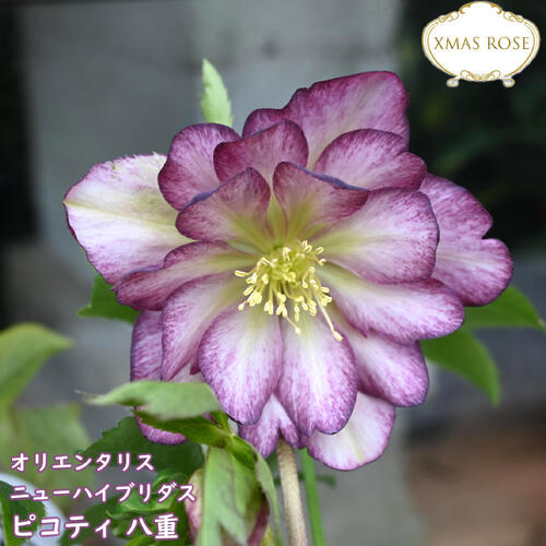 クリスマスローズ５苗 楽天市場】2025年NEW クリスマスローズ 苗 5号プラ鉢入り