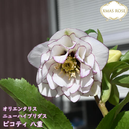 楽天市場】2025年NEW クリスマスローズ 鉢植え 5号鉢 オリエンタリス