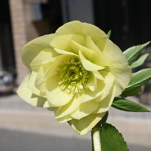 楽天市場】2026年NEW クリスマスローズ 鉢植え 5号鉢 オリエンタリス