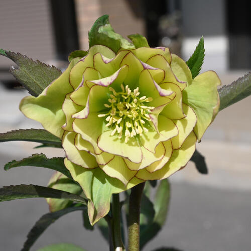 楽天市場】2026年NEW クリスマスローズ 鉢植え 5号鉢 オリエンタリス