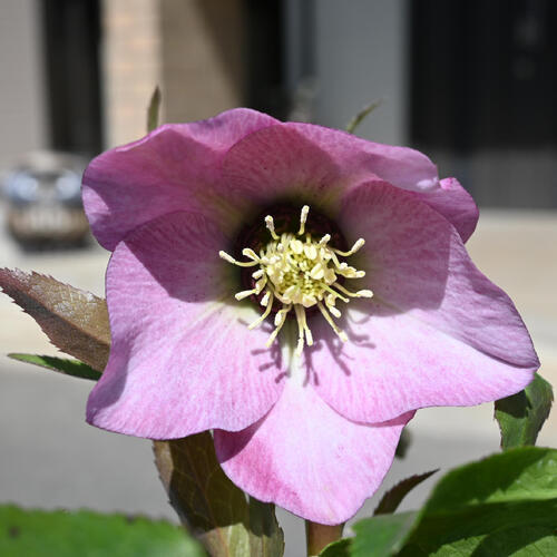 三番花✨赤紫✨dd♥クリスマスローズ✨来季用 春咲きクリスマスローズ- 見頃の植物 - ALPHA GARDEN