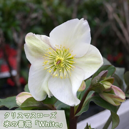楽天市場】2026年1月開花 クリスマスローズ クリスマスローズ Ice N