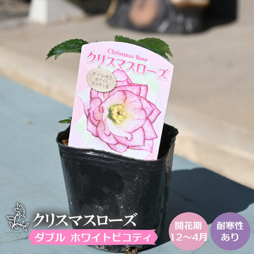 楽天市場】新入荷苗 クリスマスローズ ダブル咲き ホワイトピコティ系