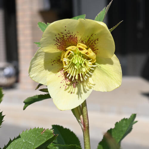 楽天市場】2026年NEW クリスマスローズ 鉢植え 5号鉢 オリエンタリス