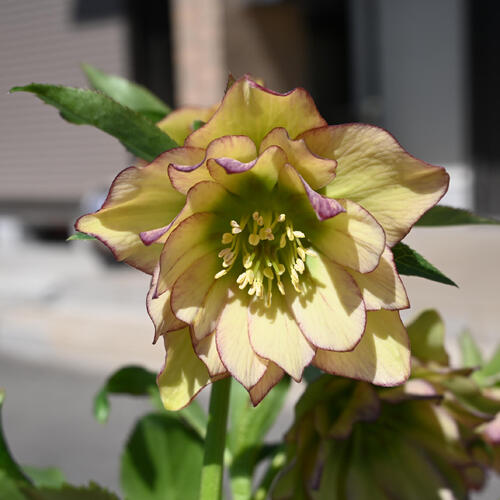 楽天市場】2026年NEW クリスマスローズ 苗 5号プラ鉢入り