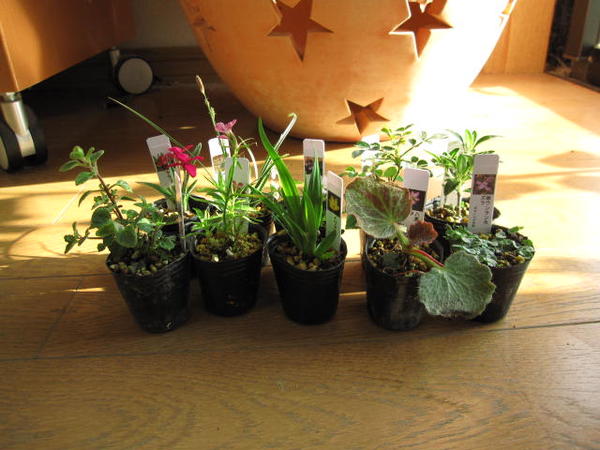 楽天市場】2025年5月限定セット【山野草】【ミニ山野草50個】の