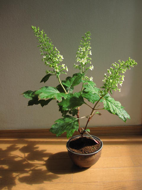 楽天市場 アジサイ 今季開花が終了した剪定後の状態でお届けとなります 紫陽花の鉢植 八重柏葉アジサイ 園芸百貨店何でも揃うこぼんさい