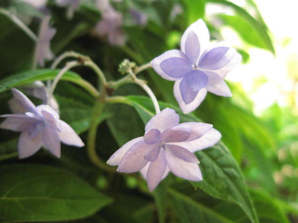 楽天市場 人気の山アジサイ山アジサイ七段花 苗 幻のあじさい 大苗 花芽はありません 園芸百貨店何でも揃うこぼんさい